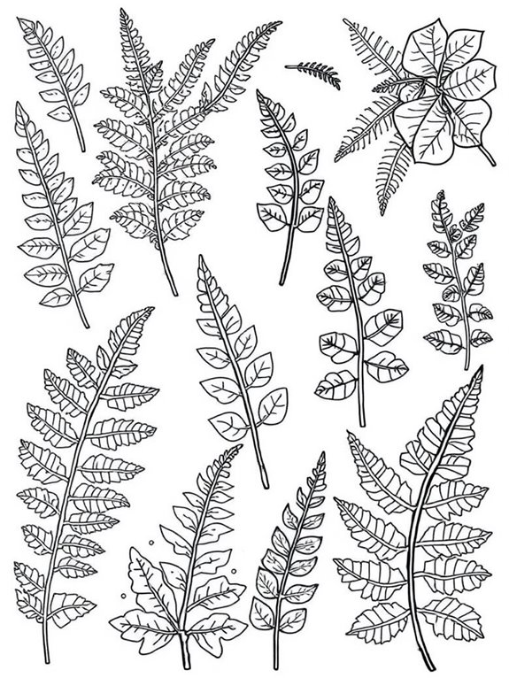 adorable ferns coloring sheet