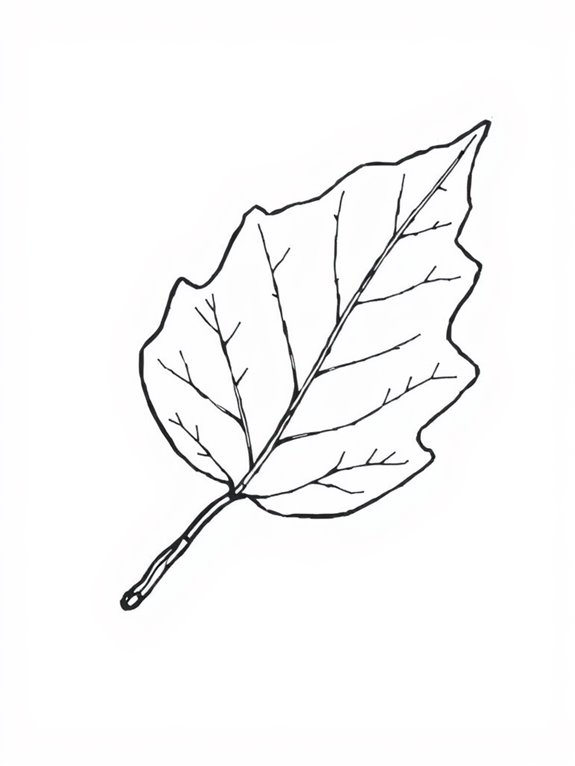 elm leaf coloring page