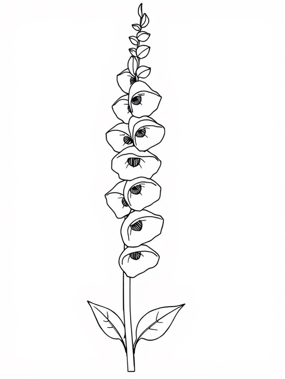 foxglove coloring page outline